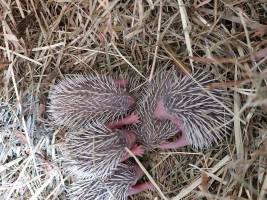 Igel-Nachwuchs