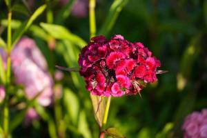 blumen_original