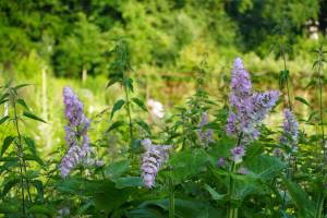 gartenb_original