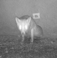 ein Fuchs wird 