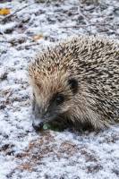 Schnee!!! - sofort in den Winterschlaf!