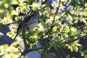 vogel1_original