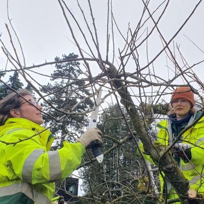 Historische Apfelbaumpergola im Kapuzinerkloster Luzern